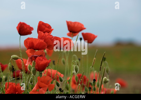 Papaver Rhoeas. Feld Mohn in der englischen Landschaft Stockfoto