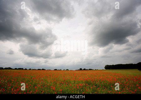 Papaver Rhoeas. Feld Mohn in der englischen Landschaft Stockfoto