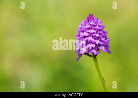 Anacamptis Pyramidalis. Pyramiden-Orchidee Stockfoto