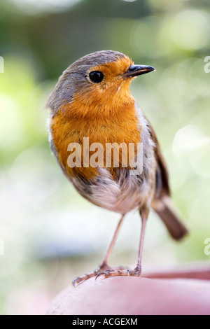 Erithacus Rubecula. Rotkehlchen auf einer Terrakotta-Schornstein in einem englischen Garten Stockfoto