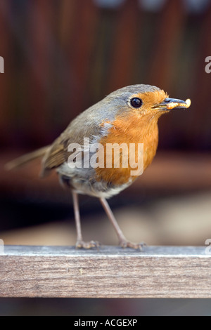 Erithacus Rubecula. Rotkehlchen mit einem Mehlwurm auf einem Holzstuhl Garten Stockfoto