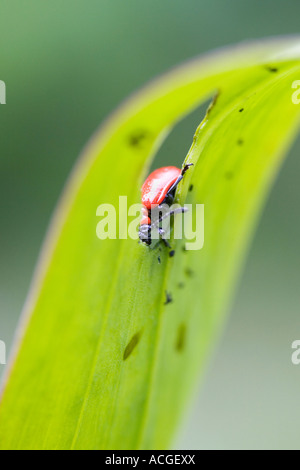 Scarlet Lily Käfer Essen eine Lilie Pflanzenblattes Stockfoto