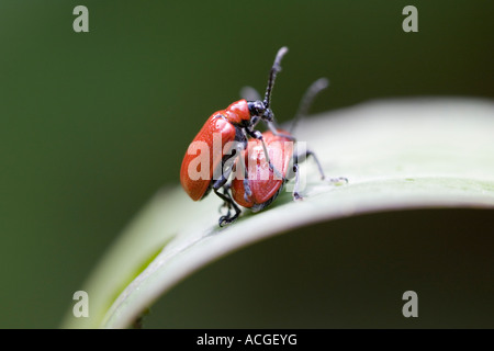 Lilioceris Lilii. Scarlet Lily Käfer Paarung auf einem Blatt Stockfoto