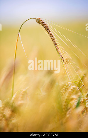 Hordeum Vulgare. Einzelne Gerste Stamm Reifung in der englischen Landschaft. Selektiven Fokus Stockfoto