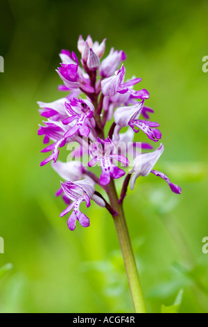 Orchis Militaris. Militärische Orchidee blüht in Holz Natur Homefield reservieren, Marlow, Berkshire, UK Stockfoto