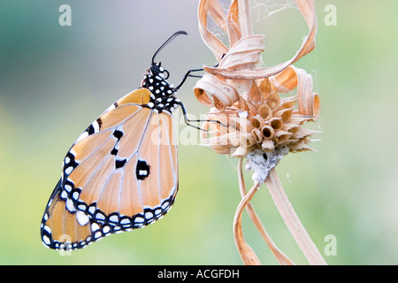 Danaus wachen. Plain Tiger Schmetterling ruht auf einem trockenen Rasen Stiel in der indischen Landschaft Stockfoto