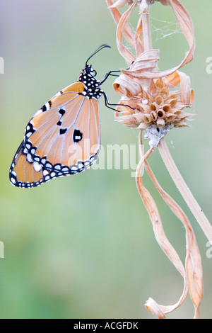 Danaus wachen. Plain Tiger Schmetterling ruht auf einem trockenen Rasen Stiel in der indischen Landschaft Stockfoto