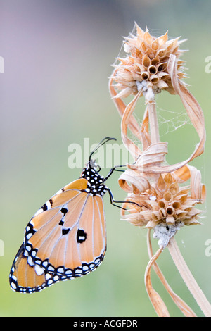 Danaus wachen. Plain Tiger Schmetterling ruht auf einem trockenen Rasen Stiel in der indischen Landschaft Stockfoto