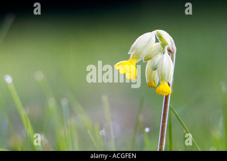 Primula Veris. Schlüsselblume Blume auf der Wiese Stockfoto