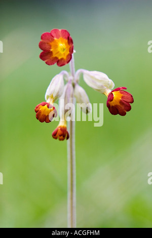 Primula Veris. Schlüsselblume Rot Blume auf der Wiese Stockfoto