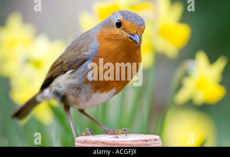 Rotkehlchen sitzt auf einem Blumentopf vor ein Büschel von Narzissen Stockfoto