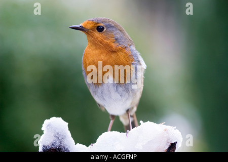 Rotkehlchen auf einem hölzernen Baumstumpf im Schnee in einem englischen Garten Stockfoto