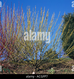 Hartriegel Cornus Alba Sibirica grün rot stammten Hartriegel im winter Stockfoto