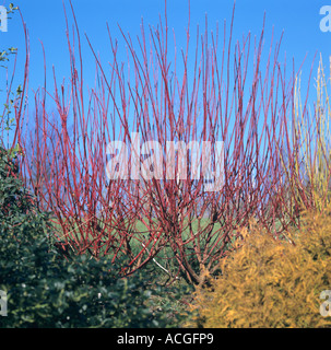 Rot stammten Hartriegel, Cornus Alba Sibirica blattlosen ergibt sich im winter Stockfoto