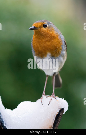 Rotkehlchen auf einem hölzernen Baumstumpf im Schnee in einem englischen Garten Stockfoto