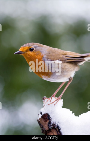 Rotkehlchen auf einem hölzernen Baumstumpf im Schnee in einem englischen Garten Stockfoto