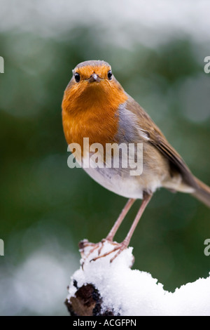 Rotkehlchen auf einem hölzernen Baumstumpf im Schnee in einem englischen Garten Stockfoto