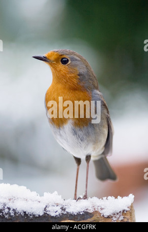 Rotkehlchen auf einem hölzernen Baumstumpf im Schnee in einem englischen Garten Stockfoto