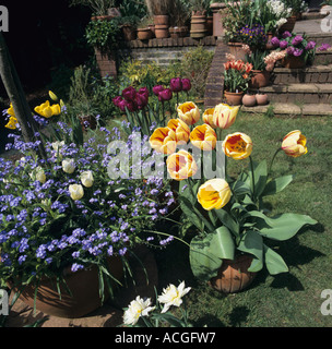 Tulpen und andere Blumenzwiebeln in Töpfen blühen und vergiss mich nicht Floweing in einem hölzernen Behälter Stockfoto