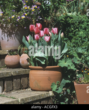 Tulpen Tulipa Spp Prinzessin Victoria Blüte in einem container Stockfoto