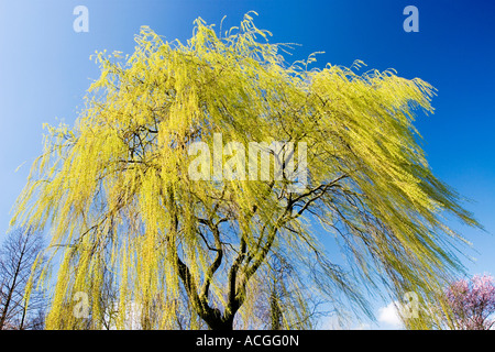 Salix X chrysocoma. Trauerweide Baum gegen einen strahlend blauen Himmel in der englischen Landschaft. UK Stockfoto