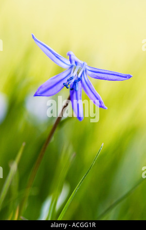 Scilla Siberica. Sibirischer Blaustern Blume in unter Rasen grün Hintergrund verschwommen Stockfoto