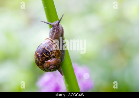 Cornu Aspersum. Schnecke kroch ein Blütenstiel in einem englischen Garten Stockfoto