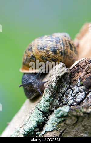 Cornu Aspersum. Schnecke kriecht entlang ein Stück Holz in der englischen Landschaft Stockfoto