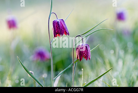 Fritillaria Meleagris. Schlangen Kopf Fritillary Wildblumen in der englischen Landschaft. Nordwiese, Cricklade, England Stockfoto