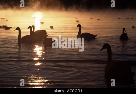 Mute, Schwäne und Möwen in Frost und Nebel am Jeløy, Moss Kommune, Østfold Fylke, Norwegen. Stockfoto