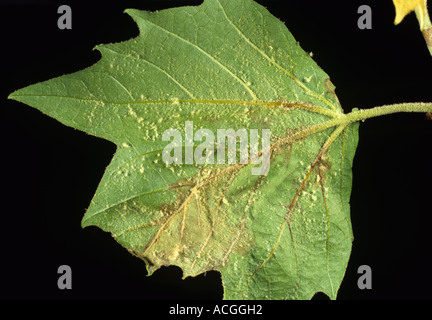 Flugzeug-Blatt-Krankheit Apigniminia Errabunda auf Ahornblatt Stockfoto