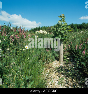 Spitz-Ahorn Bäumchen in neue Plantage mit wilden Blumen wachsen zwischen den Reihen Stockfoto