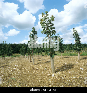 Setzlinge Ahorn Acer Platanoides in junge Plantage mit Unkraut zwischen den Reihen gesteuert Stockfoto