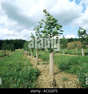 Young-Spitz-Ahorn Bäumchen mit Schutz gemäht Vegetation zwischen den Reihen Stockfoto