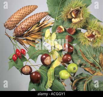Gemischte herbstliche Wald Früchte Samen Stockfoto
