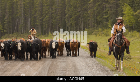 Cowboys auf Rinder aufrunden südlichen Alberta Kanada Stockfoto