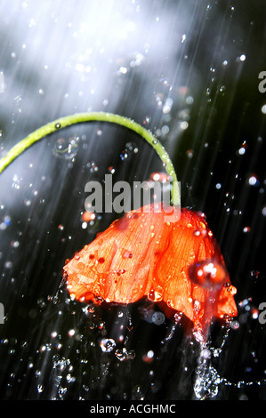 Mohn 6 Stockfoto