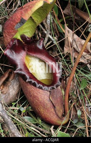 Riesen Kannenpflanze Nepenthes Rajah Mount Kinabalu National Park Sabah Borneo Stockfoto