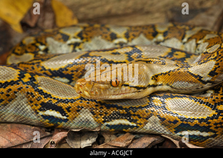 Retikuliert Python Python Reticulatus in Lebensraum Sukau Fluss Sabah Borneo Malaysia Stockfoto