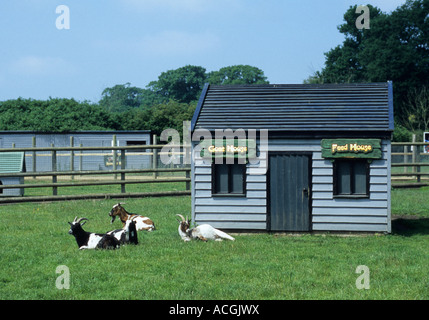 Ziegen im Pettits Tier-Erlebnispark in Norfolk Uk Stockfoto