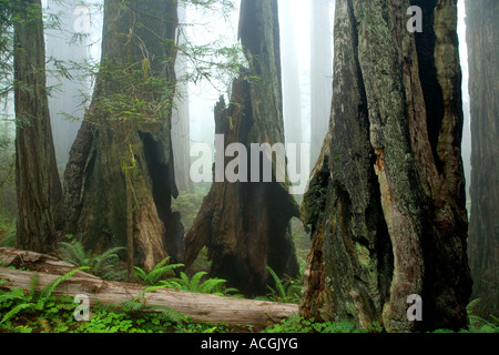 Stämme der Redwood-Bäume im Wald, in Nebel gehüllt, Stockfoto