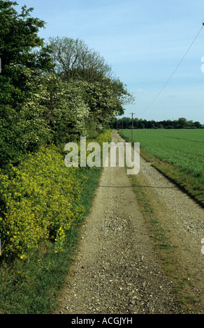 Blick nach unten Fahrt vom Hüter-Hütte am Benacre Estate in Suffolk Uk Stockfoto