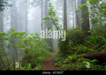 Eingehüllt in Nebel, Del Norte Coast Redwood-Wald. Stockfoto