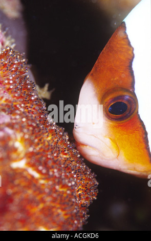 Eine Clarks Anemonenfische neigt seinen Eiern Stockfoto