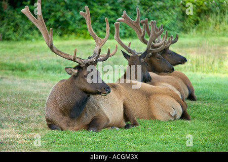 Bull Elks „Roosevelt“ in Velvet, im Prim Creek State Park. Stockfoto