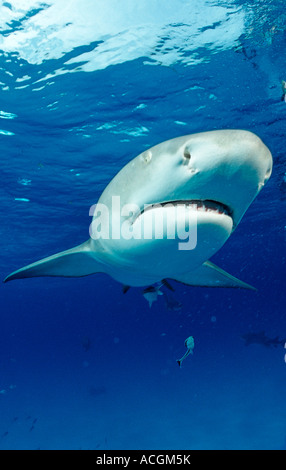Zitrone Hai Negaprion Brevirostris Bahamas-Grand Bahama Island Atlantik Stockfoto