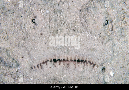 Ein Sterngucker. So genannt, für seine Vorliebe für das verstecken in den Stand starrte direkt nach oben. Es wird vorbei Fische auflauern. Stockfoto