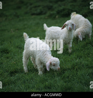 Angora-Ziege Kinder Frühling Gras Weiden Stockfoto