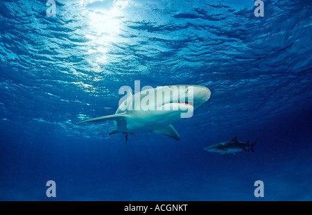 Zitrone Hai Negaprion Brevirostris Bahamas-Grand Bahama Island Atlantik Stockfoto