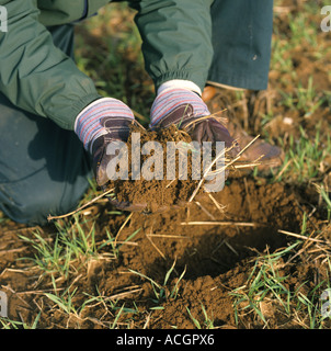 Landwirt in junge Gerste Ernte stehen und die Bodenstruktur und Zustand zu prüfen Stockfoto